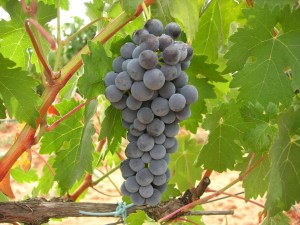 Cabernet Franc