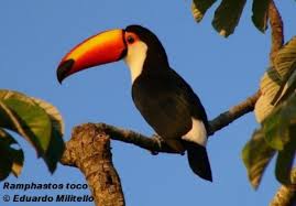 tucán