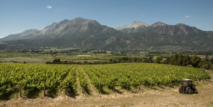 Viñedos Chubut