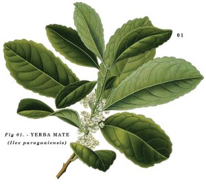 yerba-mate