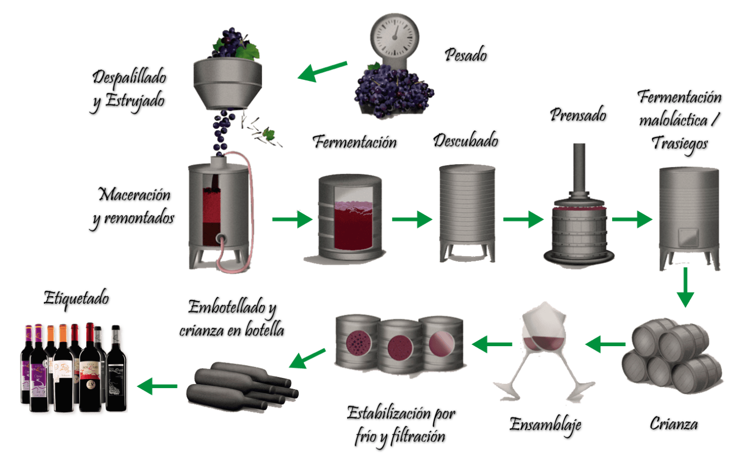 Elaboración de vinos tintos: proceso completo desde la uva hasta la ...